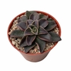 Echeveria racemosa