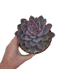 Echeveria Hot Pink - comprar online