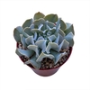 Echeveria Nichi XL