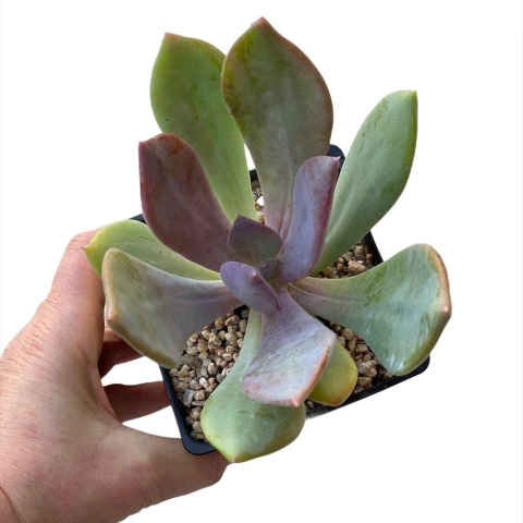 Pachyveria Morning Dream