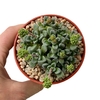 Crassula Fernwood - comprar online