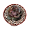 Echeveria Dionysos - comprar online