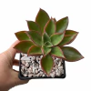 Echeveria Laulina - comprar online