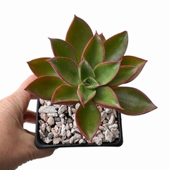 Echeveria Laulina - comprar online