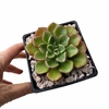 Echeveria setosa var Oteroi - comprar online