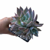 Echeveria Teby XL