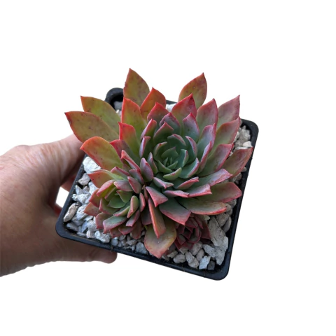 Echeveria Alpine Rose