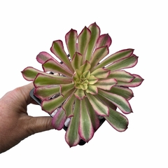 Aeonium Zwartkin variegado - comprar online