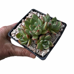 Echeveria Pradera