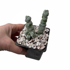 Crassula plegmatoides