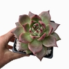 Echeveria x agavoides Romeo XL