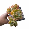 Echeveria Coralie