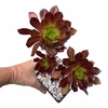 Aeonium arboreum atropurpureum