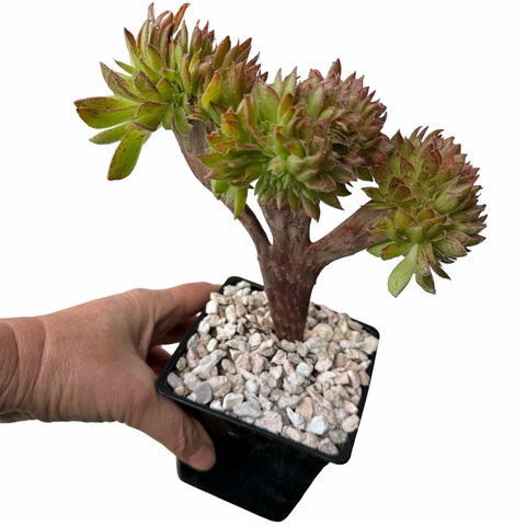 Aeonium Bronze Medal crestado