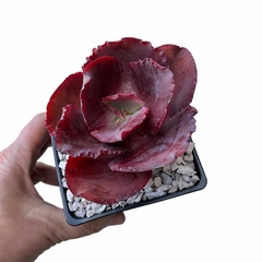 Echeveria Evening Dress