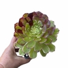 Aeonium Crazy