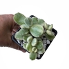 Cotyledon tomentosa variegado Garra de Oso