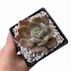 Echeveria Nivea