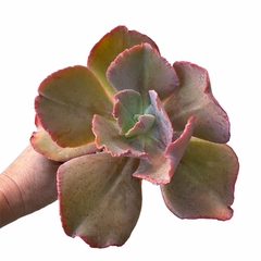 Echeveria Zipper XL