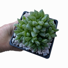 Haworthia x cymbiformis