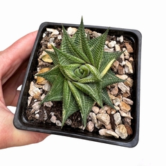 Haworthia limifolia variegada
