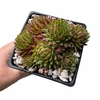 Sempervivum globiferum ssp. hirtum