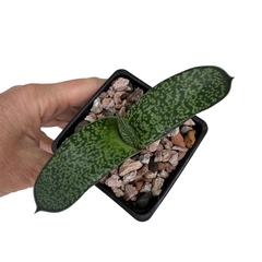Gasteria Kavya