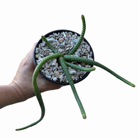 Chamacereus luisramirezii (Cola de rata)