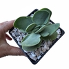 Crassula cotyledonis XL