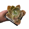 Echeveria Teo