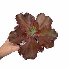 Echeveria Candy Wright