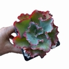 Echeveria Jamu