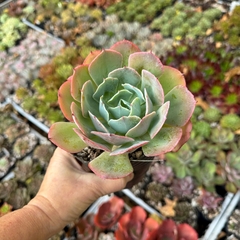 Echeveria Tahiti
