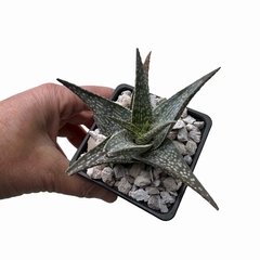 Aloe descoingsii x rauii