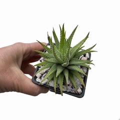 Haworthia attenuata variegada f. albina