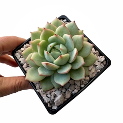 Echeveria Captain Hay