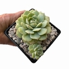 Echeveria derembergii