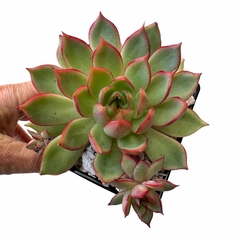 Echeveria Pink Dragon - comprar online