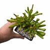 Crassula ovata Ladyfingers