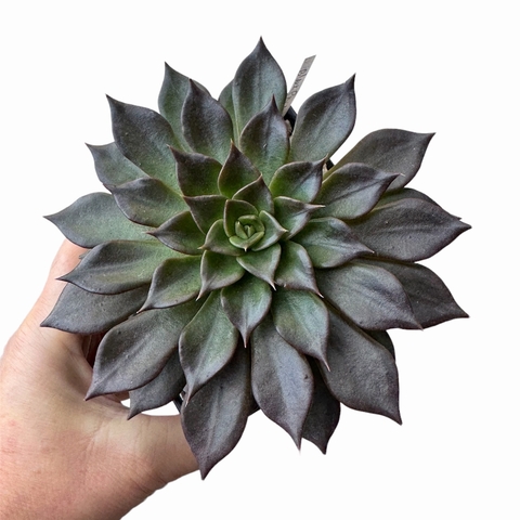 Echeveria Black Prince
