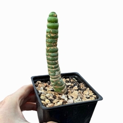 Eulychnia castanea spiralis - comprar online