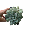 x Pachyveria Sonja