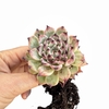 Echeveria Arami