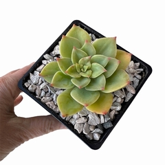 Echeveria Apple Ice
