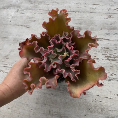 Echeveria x Oddity