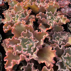 Echeveria x Oddity - comprar online