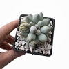 Pachyphytum machucae