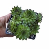 Sempervivum Sir William - comprar online