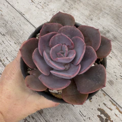 Echeveria Dusty Rose - comprar online