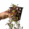 Peperomia pepperspot - comprar online